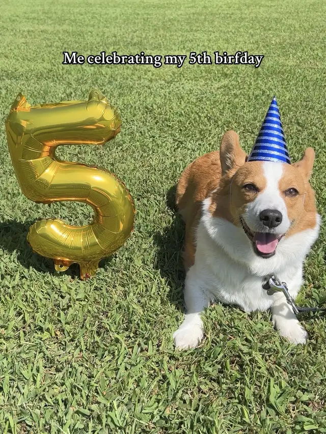 My mama says im da best boy in da whole wide world 😇🦴 #corgi #corgisoftiktok #dogsoftiktok #workingdog #herdingdog #dogs #doggo #fyp #trend #birthday #cute #happypup 