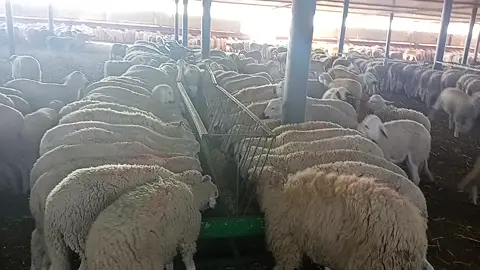 #sheep #mouton #تربية_الحيوانات #مزرعة #خروف_العيد #حيوانات #farmlife #farm #morocco #المغرب 