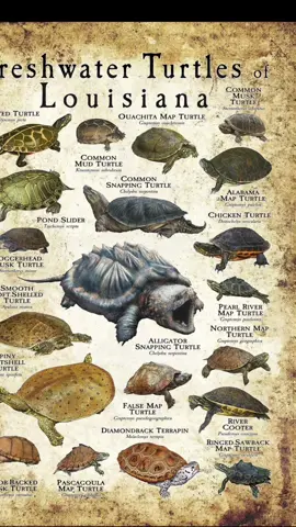 spiny soft shell turtle #turtle #animals #animalsoftiktok #spinysoftshellturtle 
