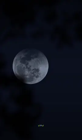 Berserah padamu #yaallah #🤲 #motivasidiri #sendiri #asslamualaikum #hijrah #selamatpagi #isnin #alhamdulillah 