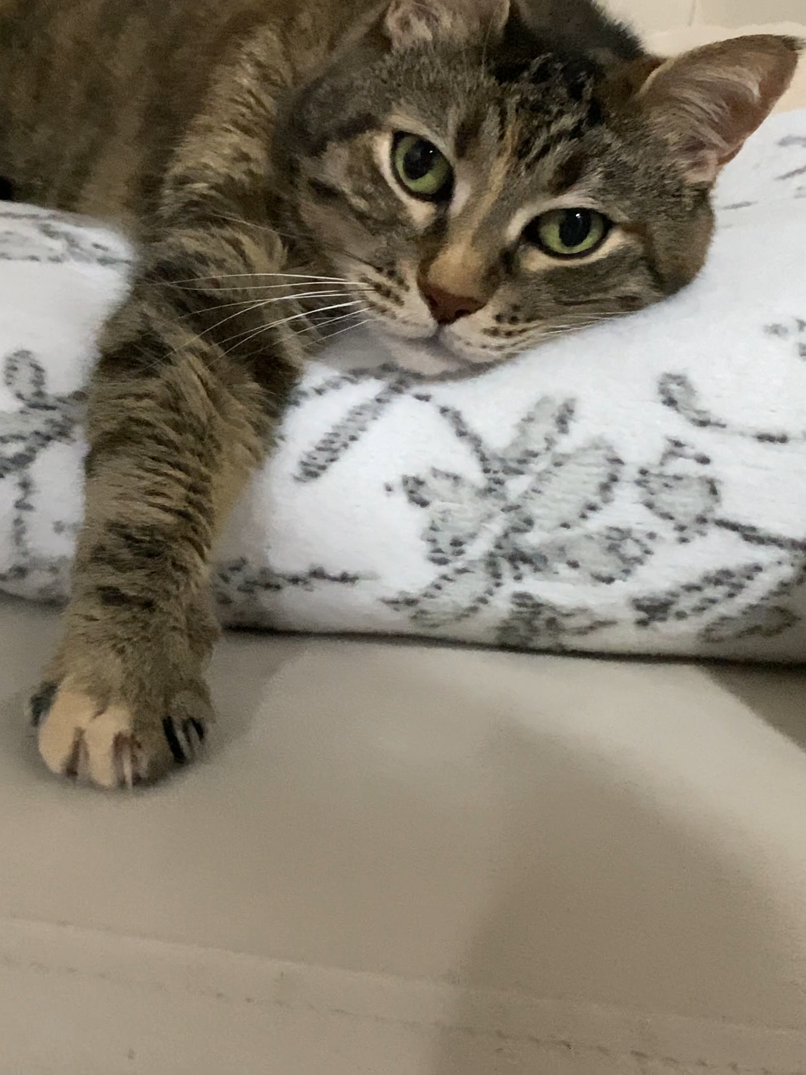 Reclining Cat - Uzanmış Kedi