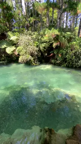 Enjoy the moment✨🧚‍♂️ #bluesprings #putaruru #waihouriver #Summer 