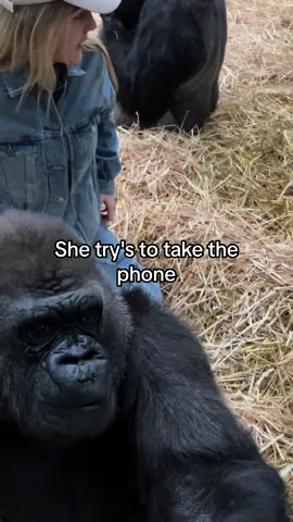 #foryourpage #fyp #fyp #viraltiktok #gorilla #fypシ゚viral 