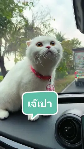 น้องมะพร้าว #แมวอ้วน #แมวน่ารัก #คาเฟ่แมวฝั่งธน #ทาสแมว #แมวน่ารักตลกสุดฮา #cats #คาเฟ่แมวญี่ปุ่น #catlover #chillcatcafe #ถ้าสัตว์เลี้ยงพูดได้ #แมว #คาเฟ่แมวโรงไม้110 #cat #คาเฟ่แมว #chillcat #คาเฟ่แมวหนองแขม #คาเฟ่แมวฝั่งธน #คาเฟ่แมวกรุงเทพ #แมวมะพร้าว 