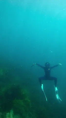 A rare australian water fairy 🧚‍♀️ #shewasafairy #diving #diving_photography #freediving #funnydivers #funny #funnyvideos #comedy #meme #fairy 