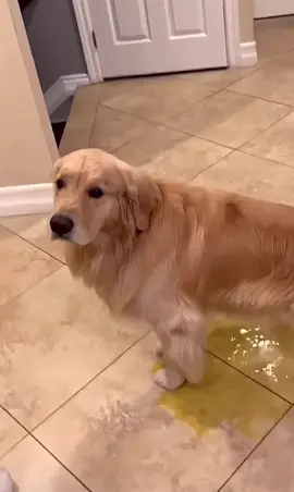 🫣🫣🫣🤍🐶🐶 #fyp #parati #foryou #foryoupage #viral #goldenretriever 