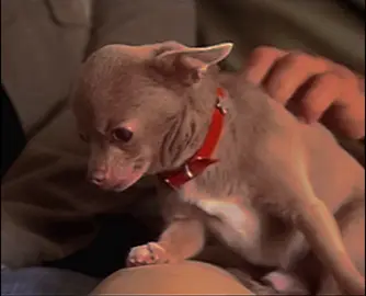 Incredible man uses primal instinct to tame a yappy dog. #animallove #puppylove #dogstok 