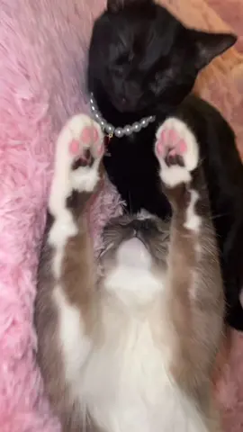 Paws up 💅🏻🙈#cat #cats #foryou #fyp #catsofinstagram #catlover #meow #pink #real #hehe 