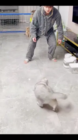 Ono is a good goalkeeper🤣#pet #fyp #cat #cutecat #funnyvideos #catsoftiktok #onocat 