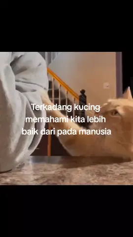 #foryou #catsoftiktok #catslovers #cat 