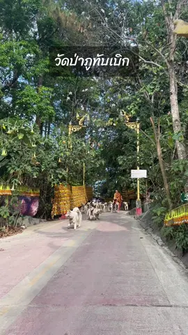 #ลาบาดอร์  #ไซบีเรียนวูลลี่โค้ด 