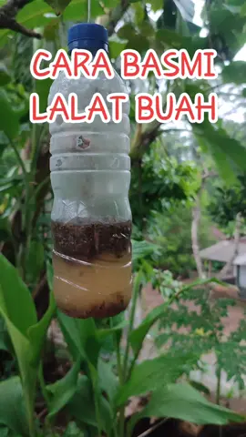 PETROGENOL pengendali lalat buah  #petrogenol #lalatbuah #basmilalatbuah #perangkaplalatbuah 