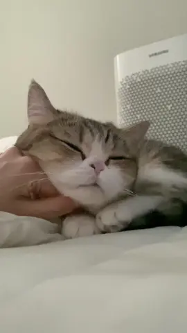 💕 #catoftiktok #고양이 #cat #fyp #animals 