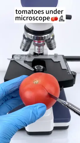 Checking out tomatoes magnified 400 times,would you still dare to eat them?#microscope 