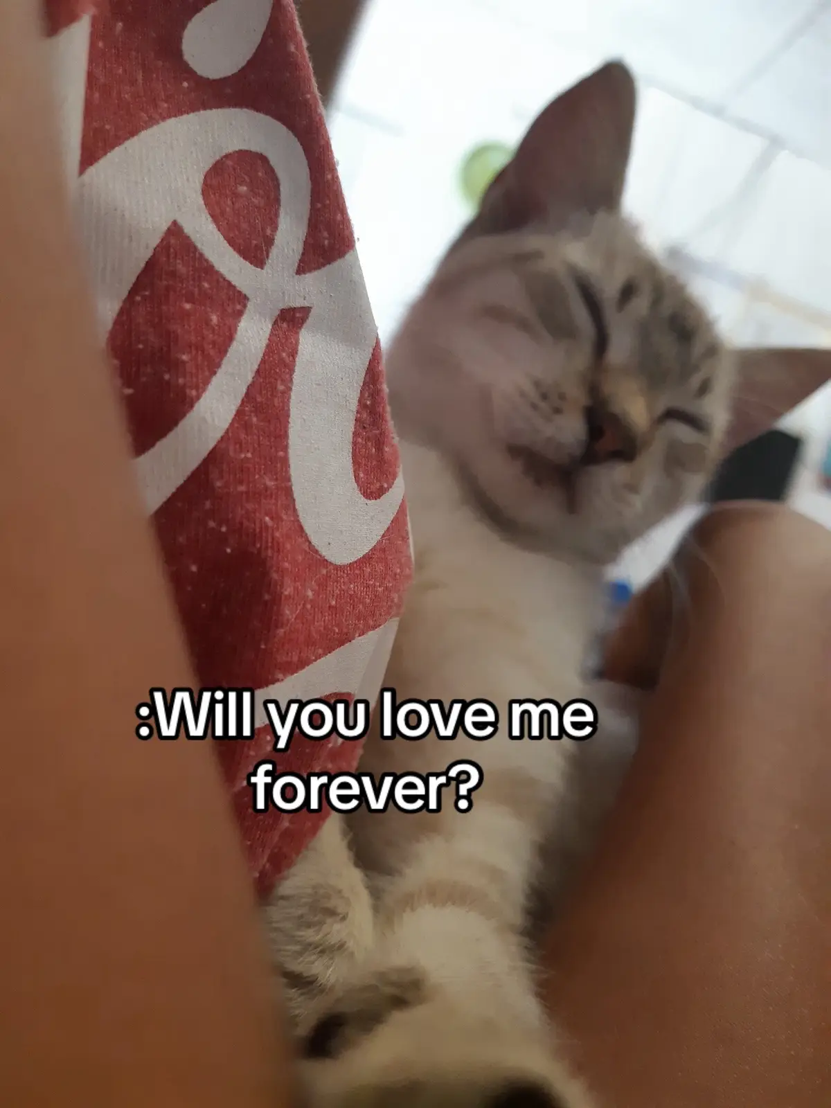 Forever❤️#foreverlove#catlover 