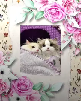 sao em ko rep tin nhắn anh#chillbuontamtrang #Master2023byTikTok #chill #capcut #capcut_edit #amolightmotion #xuhuong #xuhuongtiktok #edit #GamingOnTikTok Cre : dnt_k4