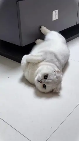 Cat heals every day🥰 #cat #catlover #funny #kitten #pet #cute 