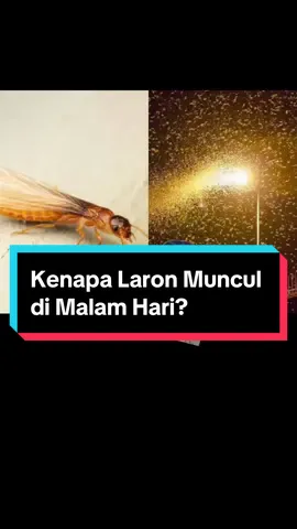 Replying to @Hzkysndr Yha tentang laron wkwk laron keluar malam karena menghindari panas matahari dan predator #laron #biologi #sains #pengetahuanumum #rayap #termites #serunyabelajar 