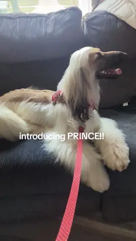 #AFGHANHOUND #BEAUTIFUL 