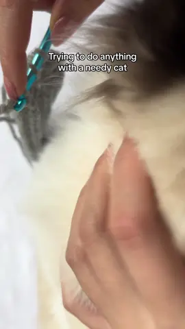 #ragdoll #catsoftiktok #crochet #crochettiktok 