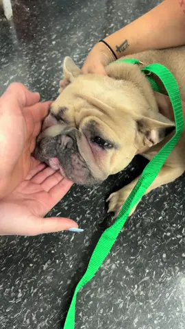 This patient had a vaccine reaction and needed treatment. She responded well to the injections of an antihistamine and a steroid. My team did a great job! #drtom #veterinariansoftiktok #veterinarian #foryou #vetmed #dogoftheday #puppytiktok #fyp #dog #puppy #work 