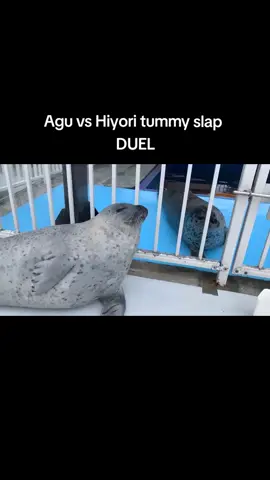AGUHIYORI ON TWITTER #agutheseal #hiyoritheseal #aguhiyori #seals #seal #pinnipeds #pinniped #animals #cute #fyp 