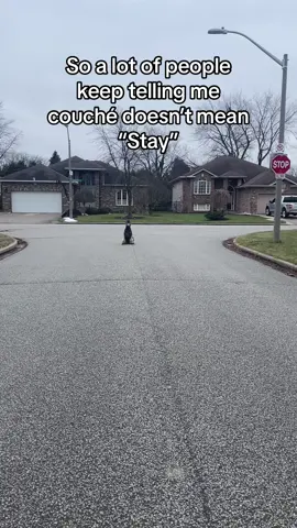 Yall gonna drive me to drink I swear. 🤣  Unless you are doing competitions that require you to use very specific cues, do whatever you want! Could I teach Flint using “proper” words? 100% but will I? Probably not. Please stop commenting that I’m doing things wrong…I’m well aware 😝 The results are still the same are they not? 