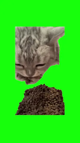 Gato Comiendo | Pantalla Verde  #Cat #catmeme #gato #comiendo #viral #memes #parati #fyp 