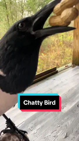 Did you know crows can talk? Now we’ll admit that Trixie, our ambassador pied crow, has a bit of a limited vocab… She really only cares to say “Hi” and “Hello” and only with her own little spin on it. She also does a pretty great imitation of someone mid-exorcism 🤣 There was an old wive’s tale that you had to “split” a crow’s tongue for them to be able to speak. That’s simply not true. Any crow can learn to speak if they so choose! #crow #crows #DidYouKnow #corvidae #corvidcore #birds #birdwatching #animals #talkinganimals 