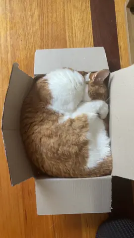 cats obsession with boxes need to be studied😭 #cat #catinbox #orangecat 