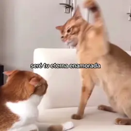 Us core #gatos #catsoftiktok #cats #youandme #us #Love #uscore #couple #parejas #usinanotheruniverse #fypシ #foryoupage #parati 