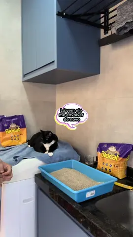 Será que a areia passou no teste?...#feedback #feedbackdocliente #biocats #saudedogato #lovecats #cats #gatos #humor #comedia #areia #areiaparagatos 