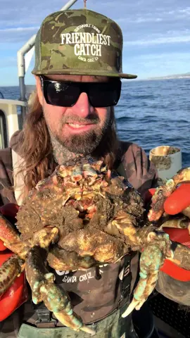 Barnacle Chronicles, Sheep Crab! #foryou #foryoupage #fyp #crab #asmr #barnacles #seacreatures #natgeo #oceanlife #ocean #sea #friendliestcatch 