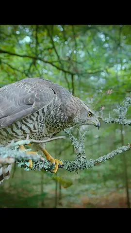 The importance of partners!#tiktok #foryou #animals #bird #fyp #eagles 