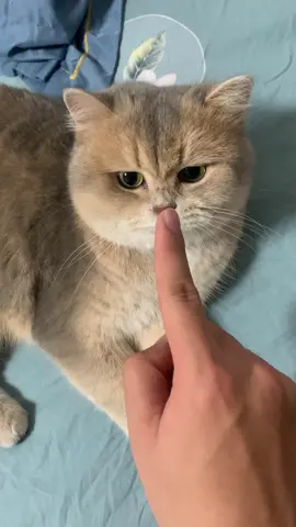 #cat #kittycat #catsvideo  Petting Surprise: Static Shocking Kitty's Nose! 🐾⚡️