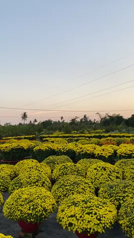 Vườn cúc mâm xôi xịn xò, chào Xuân rực rỡ 😍 #chill #flowers #cucmamxoi #bentre71🌴🥥 #mientay #Tet2024 #travel 