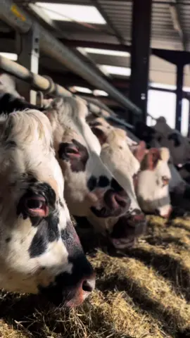 🤩🤩 #CapCut #vaches #cows #farmlife #agriculture #pourtoi 