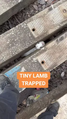 He really needed some help 😭 #cute #animal #China #rescue #lamb #fyp 