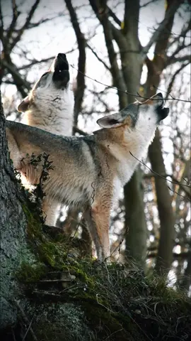Two wolves howling in the wilderness 🐺 #wolf #wolves #howling #wolveshowling #wolfdog #singing #wolfpack #wolfgirl #wolfdogsoftiktok #howl 