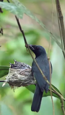Burung langka berkembang biak di alam bebas, ada yang tau ini jenis apa? #burung #sarangburung #duniaburung 