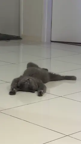guys, sis rasa Mochi rosak 😭 #kucing #kucinglucu #kucingku #fypシ゚viral #fypcats #catsoftiktok #cats #funnyvideos #funnycatsoftiktok #britishshorthair #bshcatmalaysia #kucingmalas 