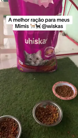 Que felicidade, minha humana comprou uma  ração nova da @wiskas🐾🐈‍⬛🐈😻  #amomeusgatoslindos😾😾❤❤ #wiskasdobrasil #wiskascat #wiskasoficial #wiskas #meulpet 