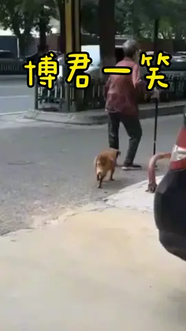按愛心加關注，看更多好友影片。 #博君一笑 #狗狗 #搞笑 #熱門  #上熱門 #推薦  #上推薦  #熱門推薦 