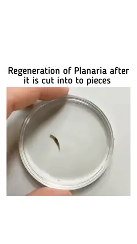 regeneration in planaria #fypシ゚viral🖤tiktok #LearnOnTikTok #scienefacts #animationstory #lifefacts #biologylovers❤️ #learners 