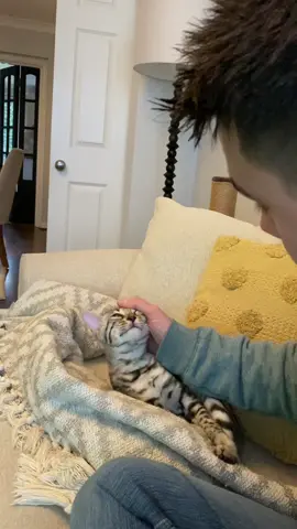 Does anyone else have conversations with their pets?! We can confirm Bengals are very talkative 🤣 #bengal #bengalcat #bengalkitten #cat #kitten #catsoftiktok #kittensoftiktok #catlover #kittens #pet #fun #funny 