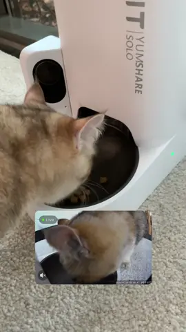 So picture this: a automatic pet feeder that’s all smart with a 1080P HD camera - pet sitter and chef all in one! #petkit #petkityumshare #automaticpetfeeder #petfeederwithcam #petfeeder 