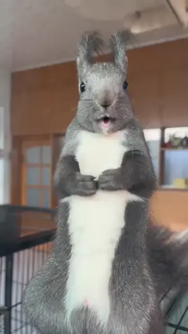 #squirrel #squirrels #squirrelsoftiktok #squirreltok #squirrelcousins #squirrelgirl #squirrelrescue #squirrelchallenge #squirrelsquad #squirrell #mamasquirrel #squirrelmom #squirrelseating #squirrelhunting #greysquirrel #squirrellover #megasquirrel #squirrelsounds #squirrelhouse #squirrelwave 