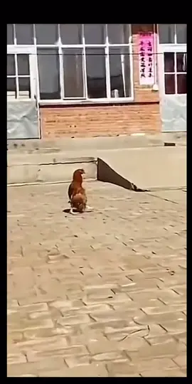 Comienzas a caminar elegante 🤣🤣 #chinofreiretv🍁 #modelo #elegante #comienzasacaminarelegante #gallocaminando #confirmalacopia #tiktokviral #paratiiiiiiiiiiiiiiiiiiiiiiiiiiiiiii #tiktoknews #tiktoker #elmarihuaneroeselegante 