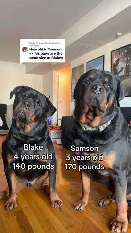 Replying to @Kain Cunningham hope this helps 😂 #rottweilersoftiktok #rottweiler #rottweilerpuppy #PetsOfTikTok #dogsoftiktok #rottiesoftiktok #rottie 
