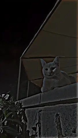 اللهم اجبر خاطري...✨🤍 #اللهم_بشرنا_بكُل_دعوة_تسكن_قلوبنا #🦋ميوش🦋 #طلعواكسبلوووو #محظورة_مشاهدات #محظورة_مشاهدات #ستوريات_دينية #عباراتكم_الفخمه📿📌تجبرني_انشر 